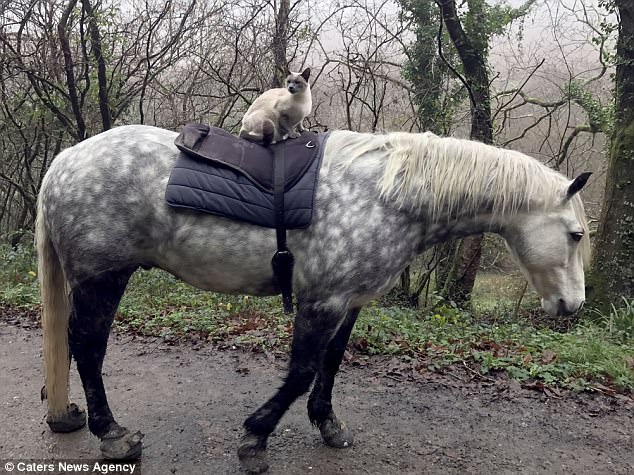 Horse riding Siamese cat Louis and his best friend Comet the pony